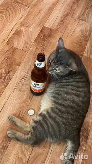 Отдам в добрые руки Шпрота