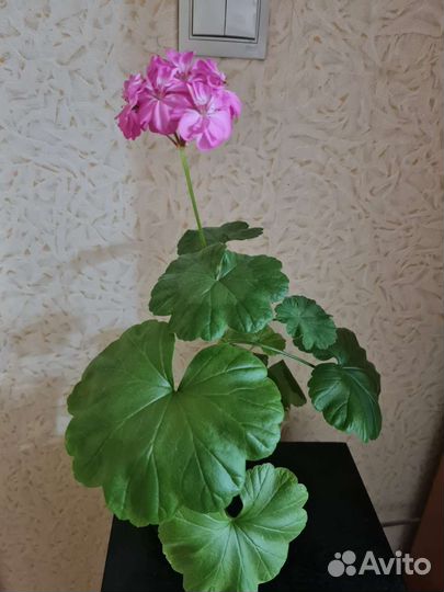 Фуксия и пеларгония