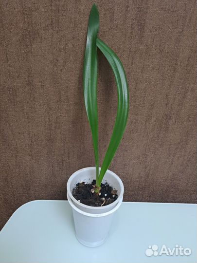 Гипеаструм и амазонская лилия