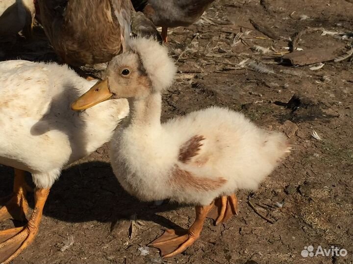 Утята гусята цыплята индюшата крольчата