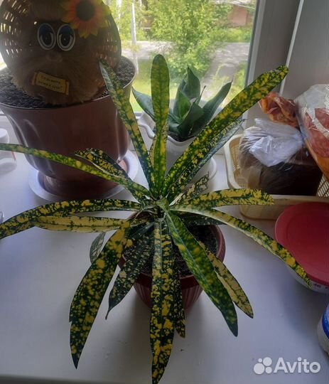 Кодиеум кротон