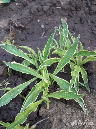 Хоста растение