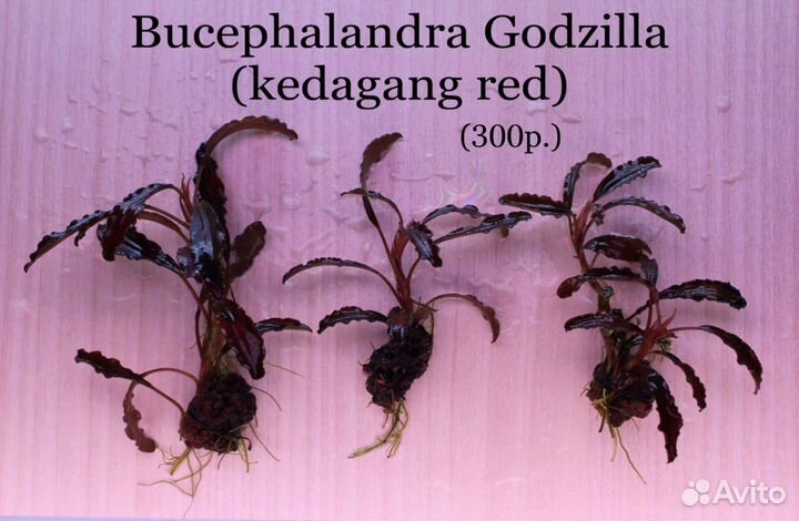 Аквариумные растения