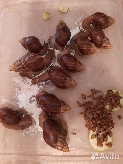 Улитки ахатины