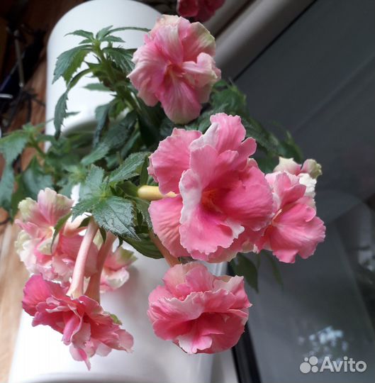 Набор ризом ахименеса