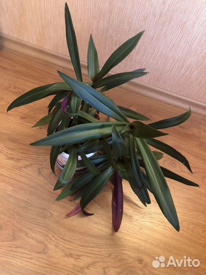 Комнатные цветы