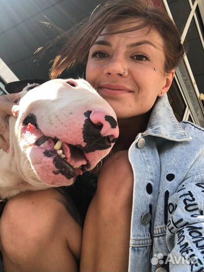 Передержка собак