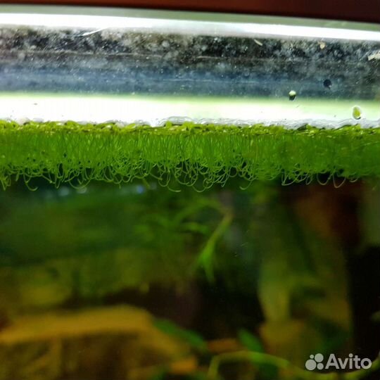 Ряска в аквариум