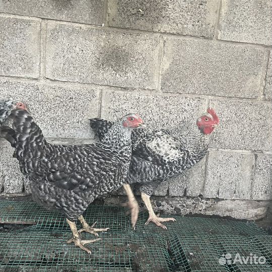 Молодки и петушки