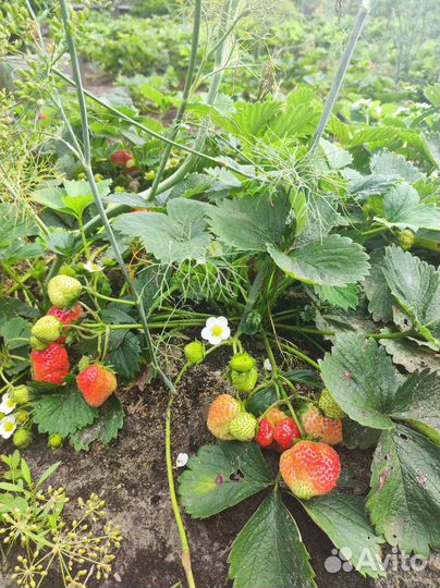 Рассада клубники, Виктории, усы