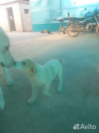 Щенки алабая