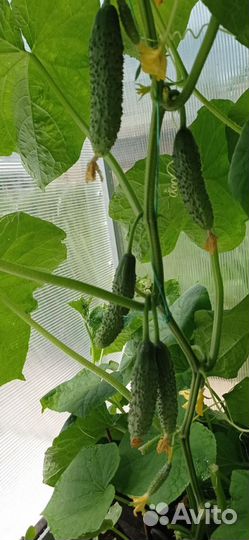 Семена огурцов турецкой фирмы Yuksel Tonum