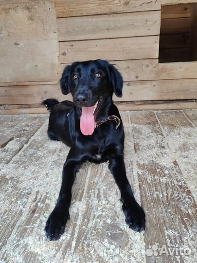 Бывшедомашний пес пропадает в приюте