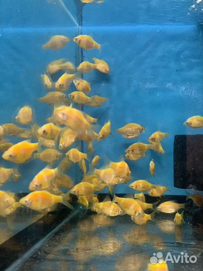 Разные рыбки аквариумные