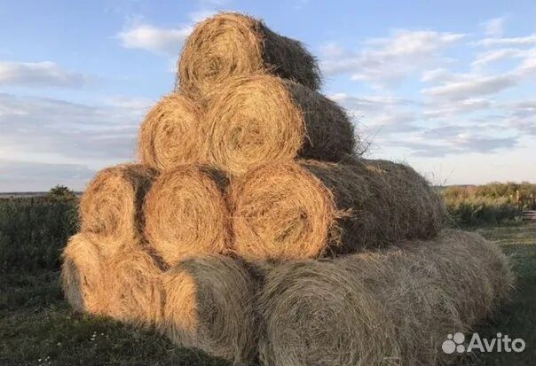 Продаю сено в рулонах
