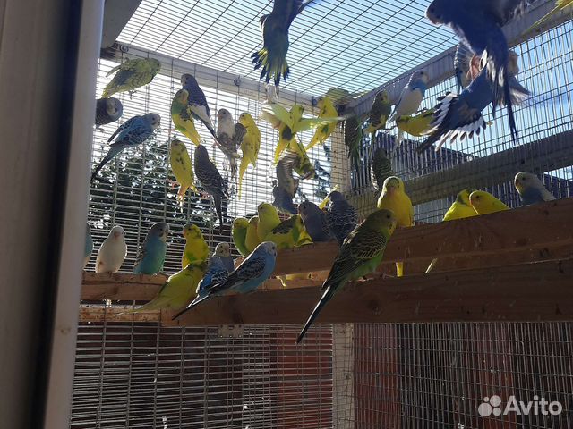 Волнистый попугай