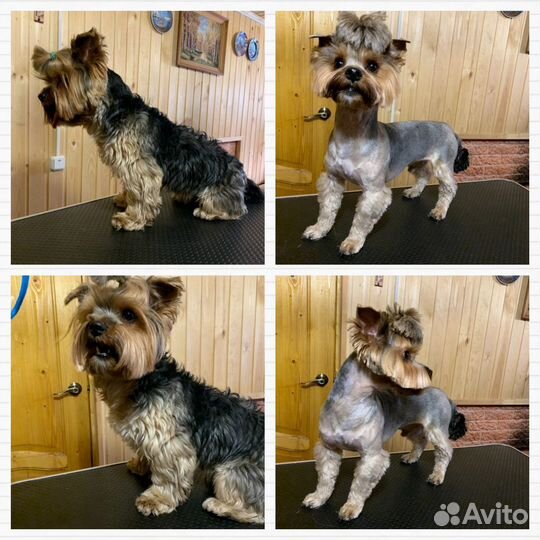 Стрижка кошек и собак