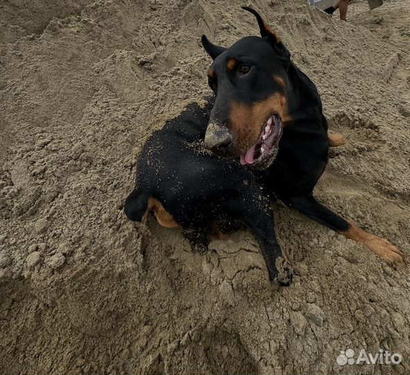 Отдам в добрые руки