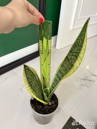 Сансевиерия лауренти