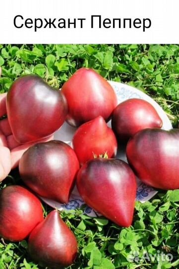 Семена томатов. Коллекционные сорта