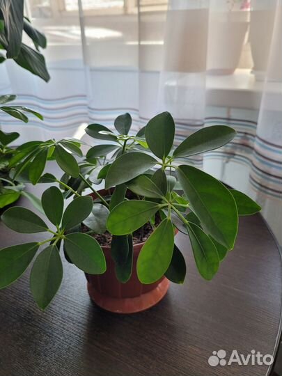 Обменяю шеффлеру на укорененную гинуру