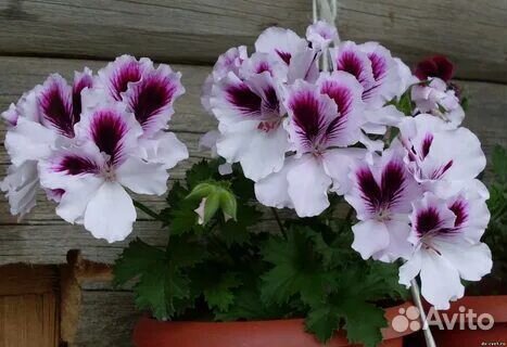 Королевская пеларгония