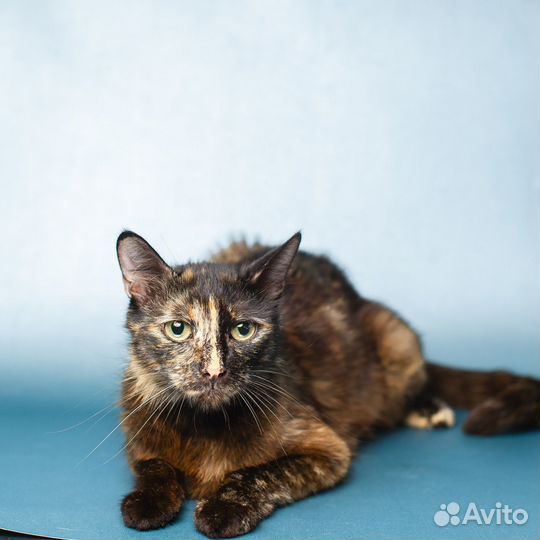 Кошка Жемчужина ищет дом