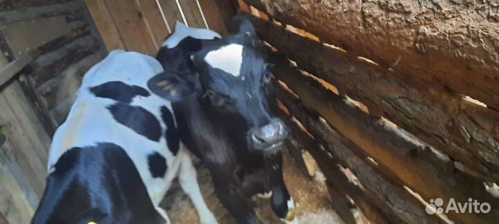 Бычок бычки телята теленок