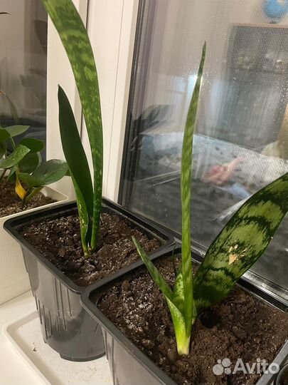 Сансевиерия блек коралл