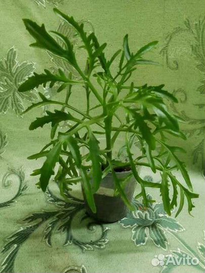 Комнатные цветы