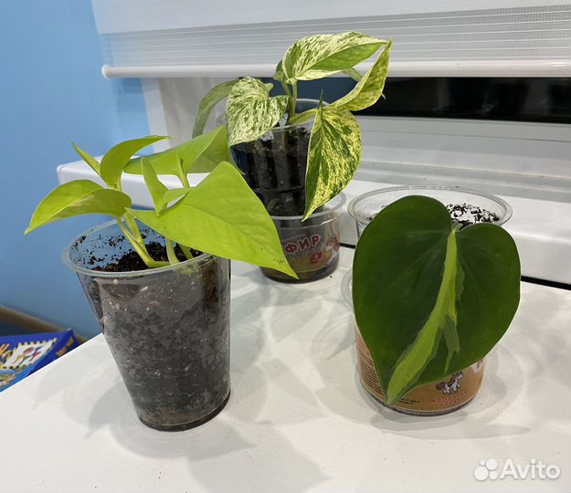 Филодендроны