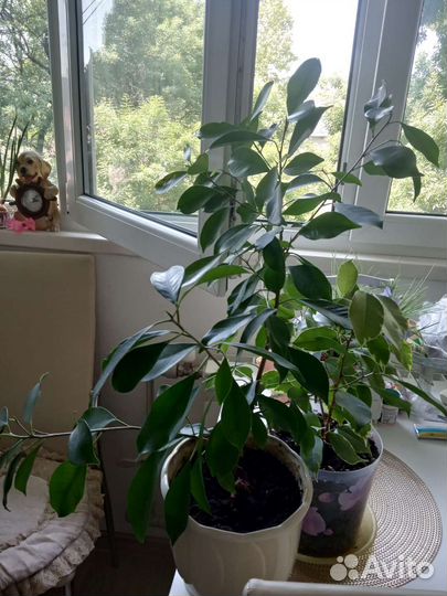 Фикус бенджамина