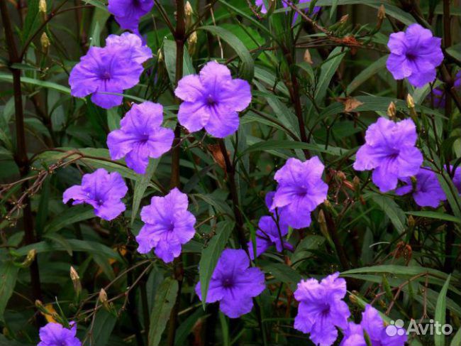 Руэллия (олеандр голубой)