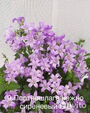 Кампанула. Знаменитые «жених и невеста»