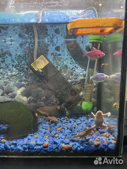 Аквариумные рыбки бесплатно