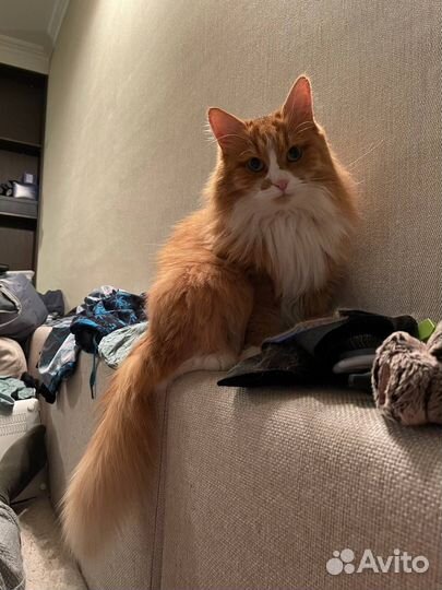 Потерялась кошка