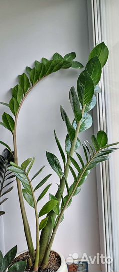 Замиокулькас