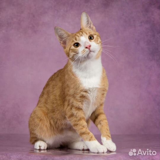 Котик в добрые руки