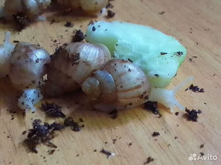 Улитки Ахатины