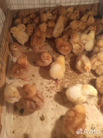 Куры несушки молодки