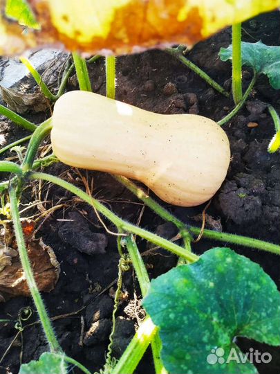 Тыква матильда оптом