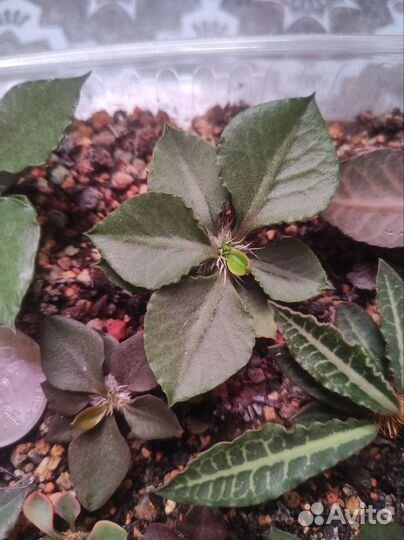 Euphorbia francoisii hybrid