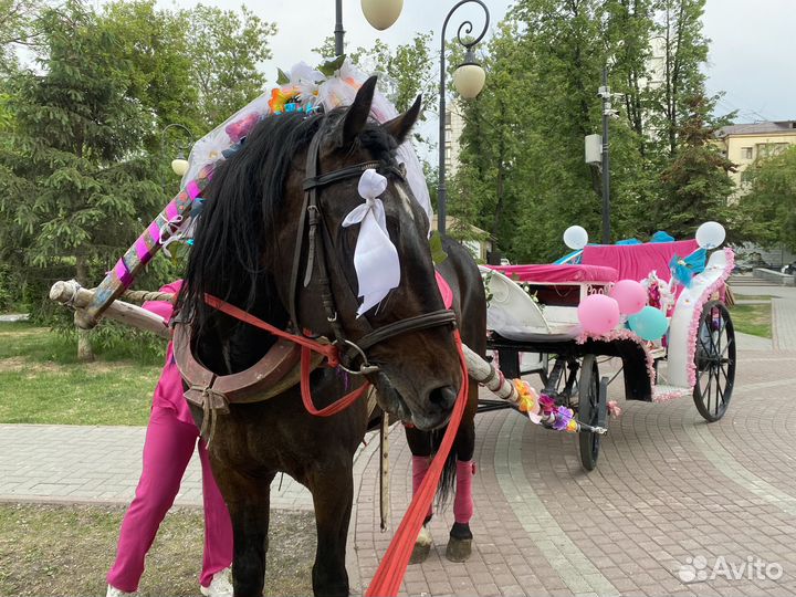 Продам карету для лошади