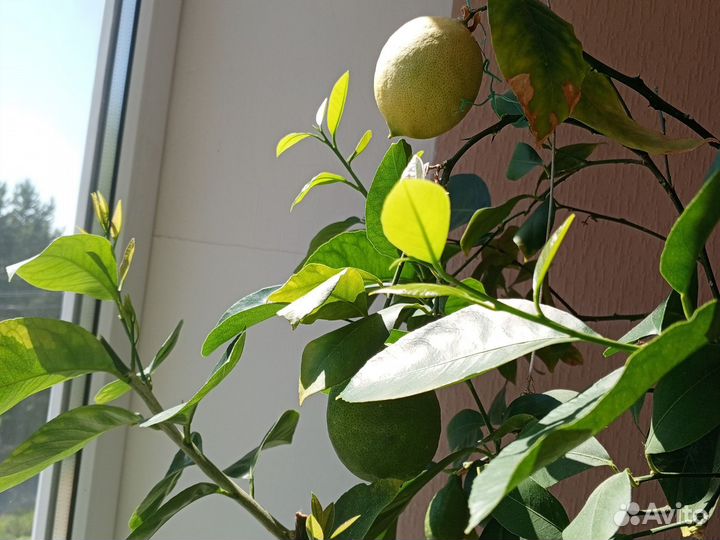 Комнатные растения лимон