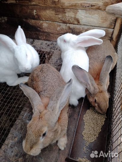 Кролик,Фландр