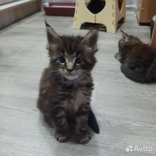 Котята мейн-кун