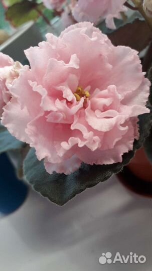 Фиалка - Подарок