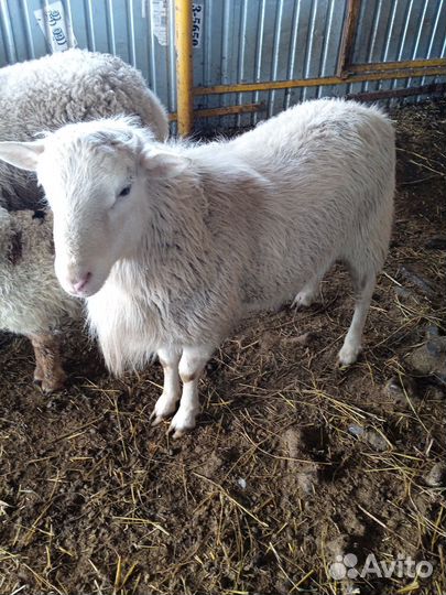 Баран Катумский