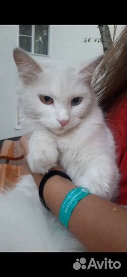 Красивая белая кошка с разными глазами