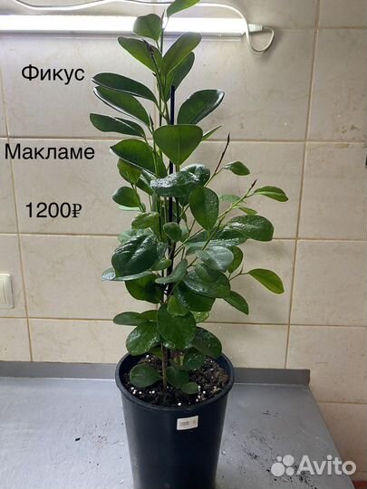 Фикусы, стрелиция, хедера
